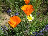 Santa Cruz Mountains and Beach 06 : Vermont Canoe Spring